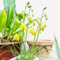semi di albuca spiralis piante resistenti per balconi erbe aromatiche succulente balcone rialzato in vaso 50pcs