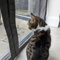 Flat Cats Door protection for Cats Custom made Screen (with or without Zip)