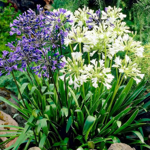 Agapanthus africanus Blau-Weiß Twister Kollektion (4 Pflanzen) Winterharte echte Gartenpflanzen aus Holland, mehrjährige Stauden Blumenzwiebeln für Topf und Garten (kein Saatgut, nicht künstlich)