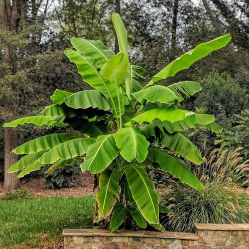 GreenboutiQ - Plante à fruits - Banane de fibre japonaise - Musa Basjoo - Rustique - 2 plantes - Pot 15cm Hauteur 50cm