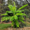 GreenboutiQ - Obstpflanze - Japanische Bananenpflanze Winterhart - Musa Basjoo - Winterhart - 2 Pflanzen - Topf 15cm Höhe 50cm