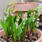 12 pezzi di bulbi di mughetto perenni resistenti all'inverno - Serie di bulbi di fiori di piante rare - per gli amanti del giardino Decorazione floreale Fiori Giardino Balcone Piante esotiche