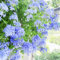 20 pz semi di piombo piante rampicanti perenni resistenti, pianta in vaso Plumbago auricolare、 Piante per esterno、Fiori meravigliosamente luminosi Semi di fiori perenni