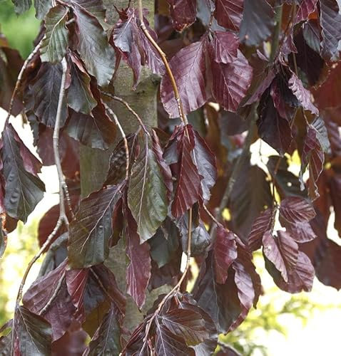 Trauer Blutbuche Purple Fountain 80-100cm - Fagus sylvatica - Gartenpflanze