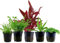 AquaOne Aquarium Pflanzen I 5x Wasserpflanzen Set I Vordergrund Aquarienpflanzen I Alternanthera Lilaeopsis Helanthium Micranthemum I Set mit 5 Vordergrundpflanzen