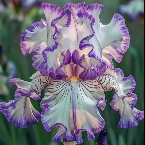 Iris Zwiebeln, Winterhart Iriszwiebeln Bringen Langanhaltende Farbe In Den Garten.-5 Stück-H