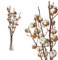 10 Zweige echte Baumwolle - 65 bis 75cm - 7 bis 9 Blüten pro Baumwollzweig - echte Pflanze Trockenblumen getrocknet getrocknete Blumen Deko Blumen mit Stil Deko DIY basteln Floristik für Vase