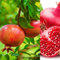 Pomegranate Plant - Punica Provence Tree - 9cm Pot Ready to Plant