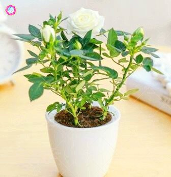 Seeds 50 pcs Mini Pink of The Miniature Bonsai semi Rose The Bright Domestic Garden Beautiful Flowers in vase semi -Perennial Balcony bonsaïpianta 8