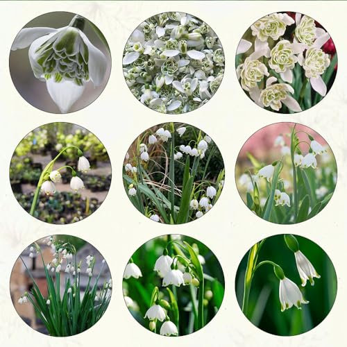 22 pcs märzenbecher zwiebeln kaufen geschenke für den garten Leucojum aestivum,Seltene Pflanzen serie kübelpflanzen blumen balkon zwiebeln gartenblumen winterharte stauden gartenpflanzen