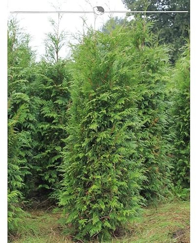 Thuja plicata Atrovirens 140-160 cm. 30 Heckenpflanzen. Sichtschutz Hecke