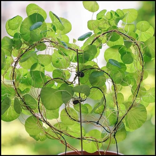 Peperomioides Pflanzen zwiebeln,Winterhart Mehrjährig,pflegeleicht,UFO-Pflanze,tolle Zierpflanze,Stephania Erecta Knolle,Glücksbaum für Büro oder Wohnung,stephania erecta pflanze.-1zwiebeln-A