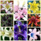 Lilium bulbi giganti.Pianta perenne, sempreverde e resistente. Giglio bulbi.Fiori perenni.Giglio bulbi asiatico.-2 bulbi-A