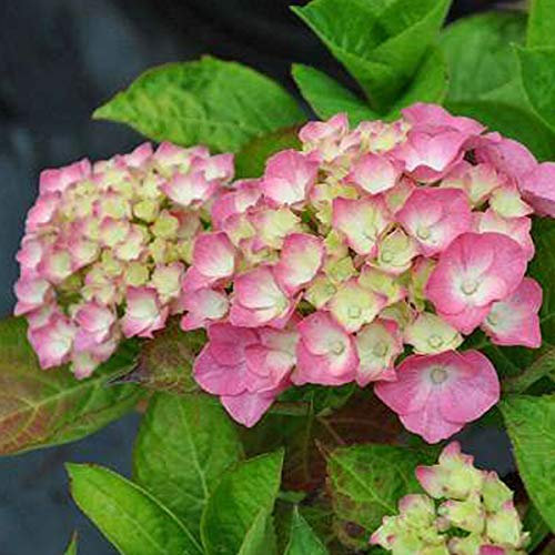 Bauernhortensie 'King George Vii' - Hydrangea Macrophylla 'King George VII' - 25-30 cm Topf - Rote Blüten, kompakte Form
