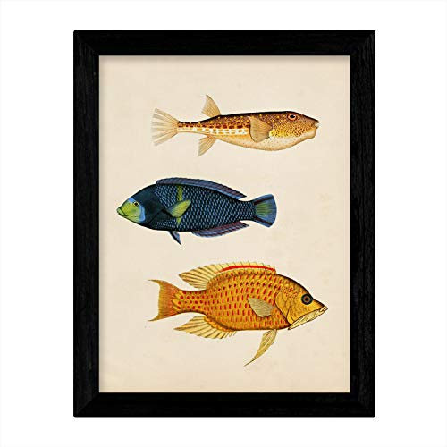 Nacnic Drucke Drei blau, orange, gelb und rot Fisch im A3-Format, Hintergrund Vintage-Papier Poster Papier 250 gr hohe Qualität. Frameless