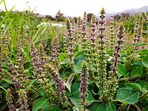 Semillas orgánico certificado Rama albahaca santa Tulsi (~ 200): No-GMO, la herencia