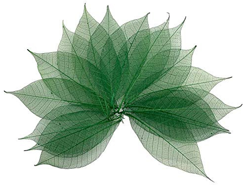 100 Stück 10,2 - 12,7 cm Skelettblätter, Gummibaum, natürliches Scrapbooking, Basteln, Karten, Hochzeit, große Blätter (grüne Farbe)