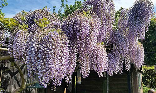 Wisteria, Standard Tree, Hardy, sinensis, Patio Shrub, Scented, Garden Plants, Ideal for Walls, Fences, Cottage Gardens, 2-Litre Potted Plant by Suttons