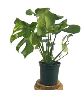 PLANTA NATURAL MONSTERA DELICIOSA | COSTILLA DE ADÁN M17 65CM | INTERIOR DEL HOGAR | PERFECTA PARA REGALO