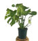 PLANTA NATURAL MONSTERA DELICIOSA | COSTILLA DE ADÁN M17 65CM | INTERIOR DEL HOGAR | PERFECTA PARA REGALO