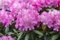 Rhododendron Hybr. 'Anastasia' 60-70 cm - Rhododendron, rosa Blüten, Blütezeit Mai-Juni, ideal für halbschattige Standorte, immergrün, winterhart