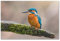 Postereck - 3500 - Eisvogel, Close Up Tier Natur Vogel Baum Wald - Wandposter Fotoposter Bilder Wandbild Wandbilder - Poster - DIN A4-21,0 cm x 29,7 cm