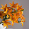 6 Stück lilien zwiebeln orange - Seltene Pflanzen serie - bodendecker pflanzen winterhart frühlingsblüher zwiebeln pflanzen topf frühlingsblumen zwiebeln