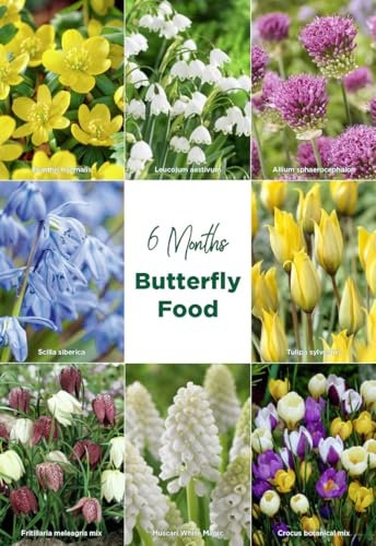 Bloomique - Mélange de 50 - Fleurs de 6 mois - Respectueux des papillons - Mélange de 8 variétés - Bulbes à fleurs - Floraison printanière - Plantes vivaces - Pousse de 5 à 70 cm