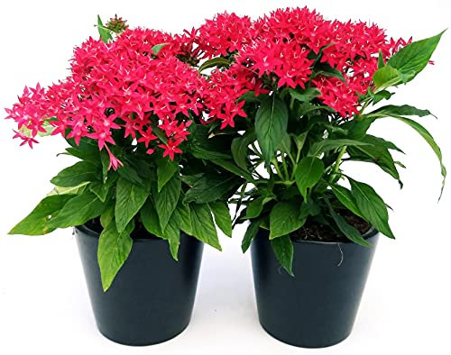 POWERS TO FLOWERS - PENTAS, STELLA EGIZIANA ROSSA, 2 PIANTE, VASO 13CM, piante vere