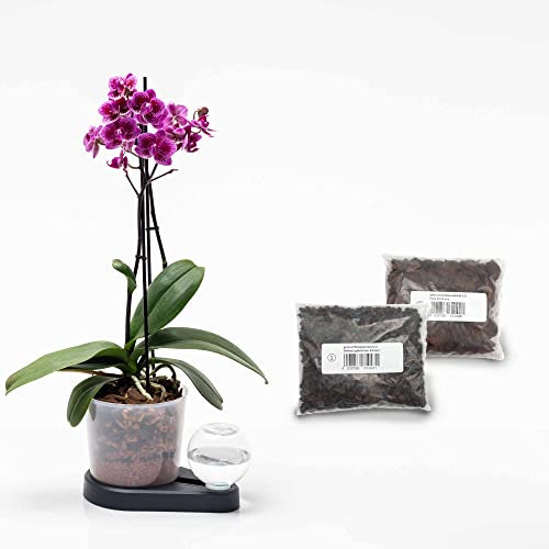greevi Orchideenheld inklusive Pflanzgranulat und Orchideensubstrat | Selbstbewässernder Pflanztopf für Orchideen | Made in Germany | Kunststoff (anthrazit)