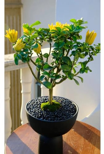 Semillas de limón de la mano de Buda - Planta de cítricos exóticos - Semillas de bergamota - árboles frutales columnares, semillas de árboles plantas frutales, plantas decorativas 150pcs