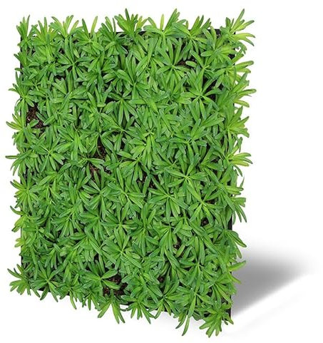 Pflanzenpaneele Pflanzen Wandpaneele Deckenpaneele Dekoren Nature Flora Design 52x52cm - 0,27m² (11104)