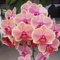 Orchidee Di Cymbidium Resistenti Al Freddo, Decorazioni In Vaso Per Davanzali, Adatte A Donne, Uomini, Bambini E Principianti-15 bulbi-H
