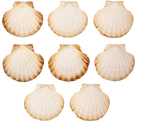 Finoly Große Natürliche Muschelschalen Jakobsmuscheln Muscheln 10x11 cm Paket 4/8/12/16 Stück | Jakobsmuschel Schalen für die Küche Dekoration Handwerk DIY (8, Rund)