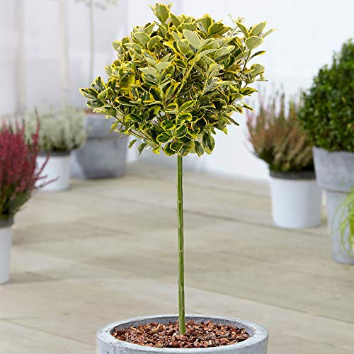 Euonymus Marieke Tree | Standard Stem Potted Trees for Small Gardens & Borders | Straight Lollipop Standard Stem (70-80cm (Incl. Pot))