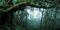 MIRRORANG 120x61cm Deep Forest Terrarium Hintergrund Foggy Regenwald Aquarium Hintergrund Grüner Baum Reptil Lebensraum Hintergrund Vinyl Hintergrund