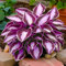 Bulbos Hosta perennes, brillantes a granel, plantación profesional para impresionantes exhibiciones de jardín, 6 bombillas, D