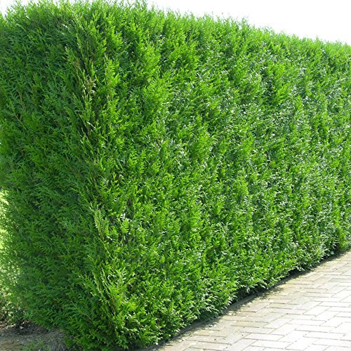 Western Red Cedar Hedging Plants 20-40cm Thuja Atrovirens Evergreen Hedge Potted (5 Plants)