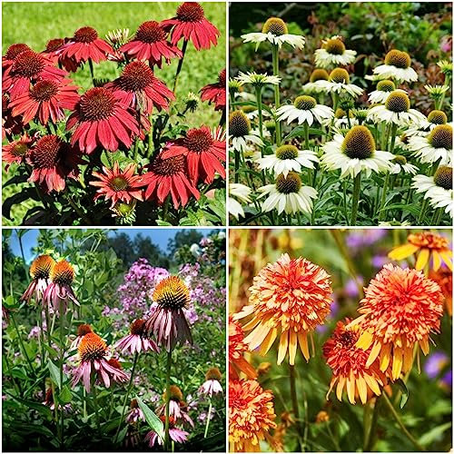 50 pcs sonnenhut samen winterhart mehrjährig wildblumensamen mehrjährig winterhart,Echinacea purpurea, winterharte kübelpflanzen bienenwiese saatgut gartenblumen mehrjährig winterhart