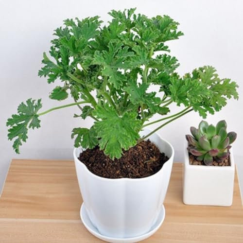 100 Stück Citronella-Pflanzensamen Mozzie Buster Mückenschutz Gartendekoration Gartensamen zum Pflanzen jetzt