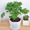 100 Stück Citronella-Pflanzensamen Mozzie Buster Mückenschutz Gartendekoration Gartensamen zum Pflanzen jetzt