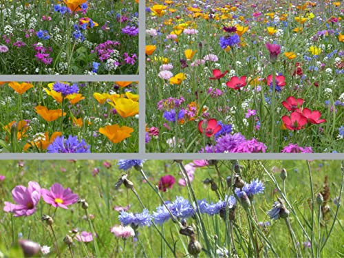Veitshöchheimer Bienenweide - Mischung 65 Sorten Wildkräuter Wildflower - Mehrjährige Saat – Blühmischung für Blumenwiese – Insektenfreundliche Blumensamen Bienen - deutsche Samen Pflanzen (20 m²)