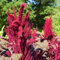 Amaranthus 'Red Garnet' Seeds - Striking Architectural Bedding Plant for Summer Displays - 1 Packet (1000 Seeds) by Thompson & Morgan