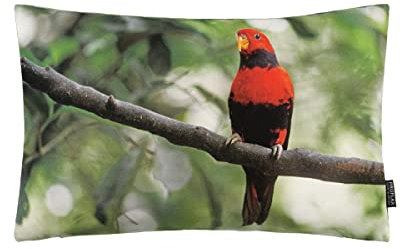 Proflax Kissenhülle Lory, Fotodigitaldruck Kapuzenlori, Größe 30x50 cm, 100% Baumwolle, Farbe grün/orange