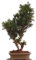 Bonsai - Taxus media, Eibe 220/65