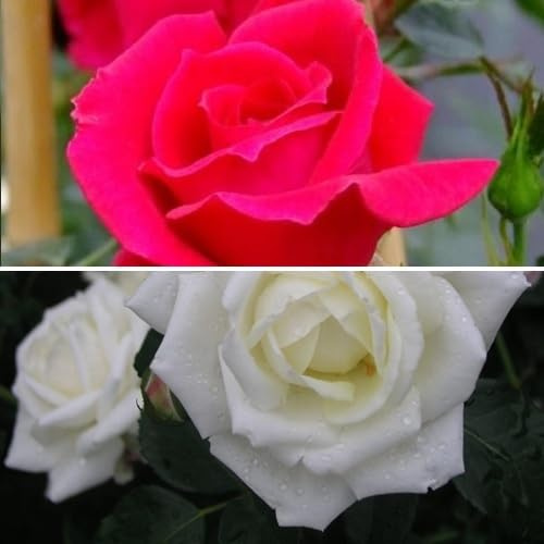 2 x Kletterrosen: White New Dawn (Weiß)+ New Dawn Rouge (Rot), Mehrjährig, Duftend & Winterhart | Öfter blühend - Kletterrosen