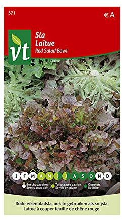 Semillas de lechuga para ensalada roja