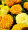 Tagetes Crackerjack | Semillas de jardín para plantar: 250 Semillas - Tagetes Erecta