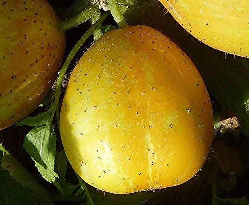 Vero limone biologico Cucumber Seeds - australiano Heirloom Orto Seed