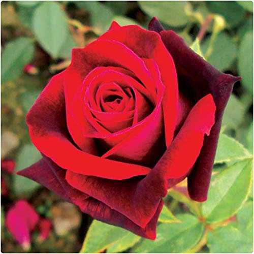 Rose Bare Root 'Deep Secret' Red Hybrid Tea Rose. by Growtanical®